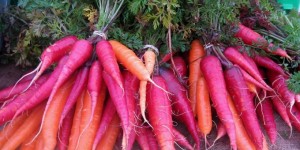 rhinebeck_farmers_market_carrots_680_340_85_s_c1